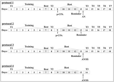 Impairing of Serotonin Synthesis by P-Chlorphenylanine Prevents the Forgetting of Contextual Memory After Reminder and the Protein Synthesis Inhibition